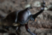 Picture of Japanese rhinoceros beetle1｜In the sawtooth tree.