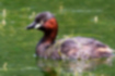 Picture of Little Grebe1｜The reddish brown on the neck is beautiful.