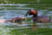 Picture of Little Grebe2｜Feding the chicks with shrimp.