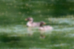Picture of Little Grebe3｜Waiting in line to get food.