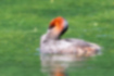 Picture of Little Grebe4｜Taking care of my feathers.