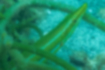 Picture of Cigar wrasse1｜It has a green color similar to seaweed.