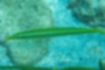 Picture of Cigar wrasse3｜The silhouette is elongated and barracuda-like.