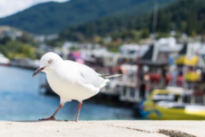 Picture of Mew Gull1｜Filmed in Queenstown, New Zealand.