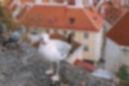 Picture of Mew Gull3｜Seagulls from Tallinn, Estonia.
