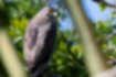 Picture of Crested serpent eagle1｜The beak is sharp.