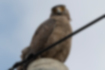Picture of Crested serpent eagle3｜Perched on top of a telephone pole.