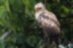 Picture of Crested serpent eagle6｜A juvenile bird with white upper feathers.