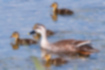 Picture of Eastern Spot-billed Duck6｜Parent and child are swimming.
