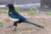 Picture of Eurasian Magpie1｜black head, white belly, blue tail