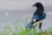 Picture of Eurasian Magpie2｜The tail has some blue mixed in.