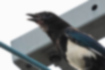 Picture of Eurasian Magpie3｜Perched on an electric wire and singing