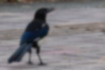 Picture of Eurasian Magpie4｜Holding seeds.