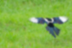 Picture of Eurasian Magpie5｜Wing tips are white.