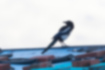 Picture of Eurasian Magpie6｜It is perched on the roof of a house in the evening.