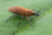 Picture of Lixus impressiventris2｜The snout (nose) is lead colored.
