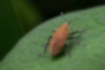 Picture of Lixus impressiventris3｜The tip of the upper wing is pointed.