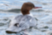 Picture of Common Merganser1｜The neck is clearly white.