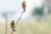 Picture of Oriental Greenfinch1｜male (bottom) and female (top).