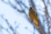 Picture of Oriental Greenfinch4｜The beak is short and looks powerful.