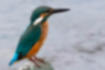 Picture of Common Kingfisher1｜Beautiful emerald green.