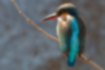 Picture of Common Kingfisher6｜It is a female in Yudono River, Hachioji City.