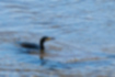 Picture of Great Cormorant2｜Dive into the water to catch small fish.
