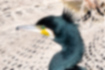 Picture of Great Cormorant3｜Green iris and yellow mouth corners are characteristic.