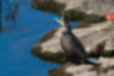 Picture of Great Cormorant4｜It is a young bird with a slightly pale color.