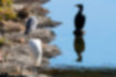 Picture of Great Cormorant5｜A gray heron was near a great egret.