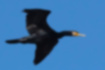 Picture of Great Cormorant6｜It's flying.