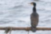 Picture of Great Cormorant9｜It's a little worn out.