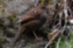 Picture of Japanese accentor4｜The legs are a light flesh color.