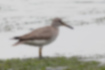 Picture of Grey-tailed Tattler1｜The body is grey-brown with a mark on the belly.