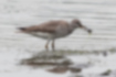 Picture of Grey-tailed Tattler2｜Catching and eating crabs.