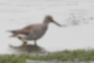 Picture of Grey-tailed Tattler3｜The legs are rather short and yellow.