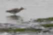 Picture of Grey-tailed Tattler4｜It was making a 