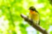Picture of Narcissus Flycatcher1｜Distinctive yellow eyebrows and belly.