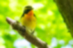 Picture of Narcissus Flycatcher3｜You come to a bright forest.