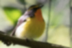 Picture of Narcissus Flycatcher4｜In the woods early in the morning.