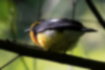 Picture of Narcissus Flycatcher5｜Looking at the sky through the branches.