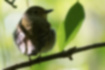 Picture of Narcissus Flycatcher6｜Brown female.