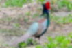 Picture of Common Pheasant1｜It's a colorful and beautiful bird.