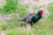Picture of Common Pheasant3｜Eating slowly while feeding.