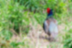 Picture of Common Pheasant4｜You can see it in the open.