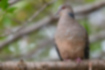 Picture of Oriental Turtle Dove1｜It was perched on a branch.