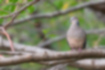 Picture of Oriental Turtle Dove2｜It also closed its eyes.