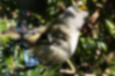 キクイタダキの写真3｜枝の間で餌をとっていました。