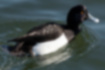Picture of Tufted duck1｜It features a black and white body and yellow eyes.