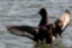 Picture of Tufted duck2｜The upper part of the primaries is white.